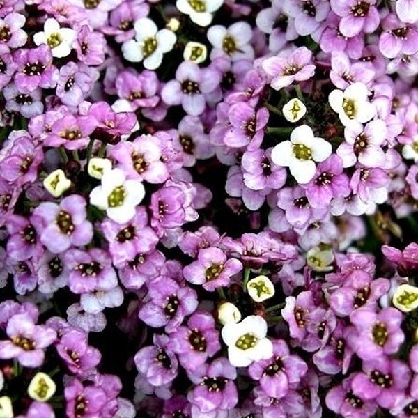 Sweet Alyssum - Sweet Alison - Flowers Blend 0,5 g / 500 zaden - Lobularia Maritima