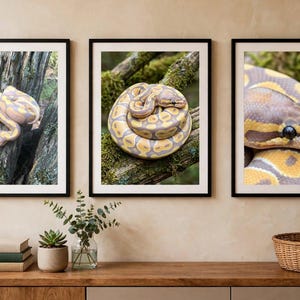 Ball Python Wall Art Set, Snake Photography, Nature Gallery Wall (Set of 3)