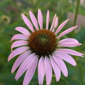 Peut inclure: Gros plan sur une échinacée aux pétales rose clair rayonnant d'un centre brun foncé et vert. La fleur est mise au point, avec un arrière-plan vert flou de feuillage. Les pétales sont longs et légèrement tombants.