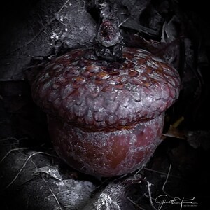Acorn, Photography, Art, Fall Picture, Pictures,