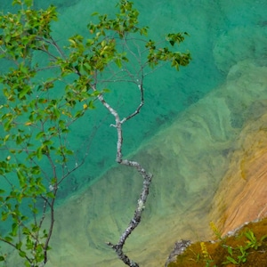 Puede incluir: Una rama de árbol con hojas verdes cuelga sobre un cuerpo de agua azul turquesa. El agua es poco profunda y el fondo es visible, con un fondo arenoso marrón claro y algas verdes.