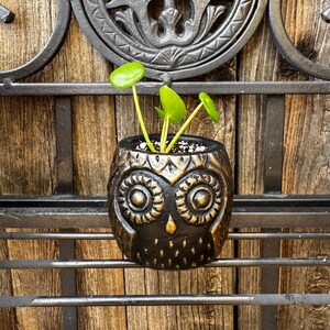 May include: A small, black owl-shaped planter with gold accents, holding a small green plant with round leaves. The planter is set against a wooden background and a wrought iron gate.