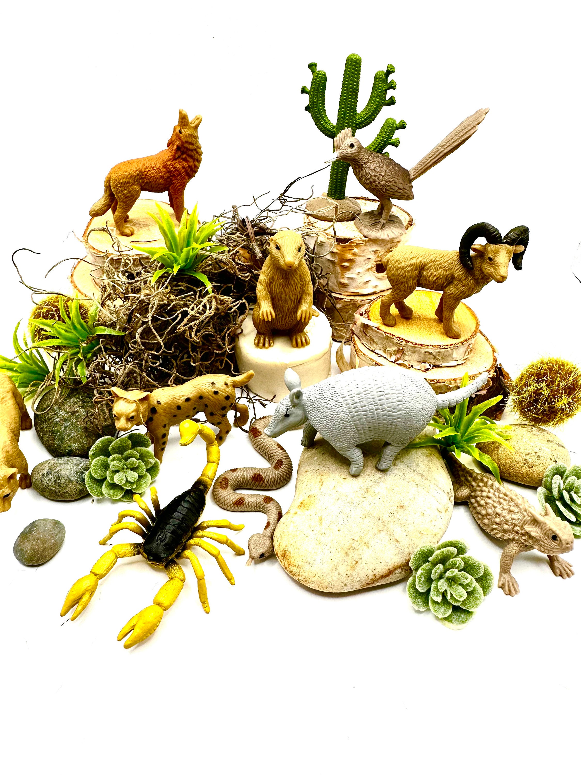 Desert Animals Treasure Box Sensory Play Busy Box Imagination