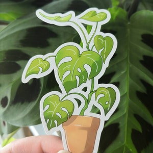 Monstera - Glossy Sticker