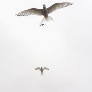 Arctic Terns