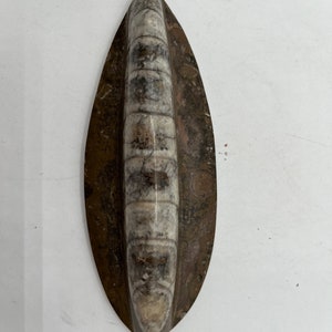 Polished Orthoceras Fossil
