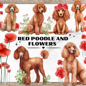 Caniche & fleurs Bundle, Clipart aquarelle, Clipart chien, caniche PNG, Clipart coquelicots, chien caniche PNG, chien Illustration graphique, Pet Art