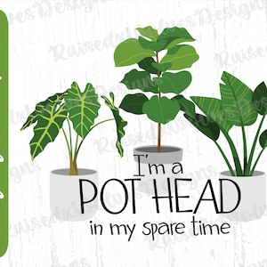Może przedstawiać: Białe tło z trzema roślinami w doniczkach. Rośliny to fikus lirolistny, monstera deliciosa i dracena. Tekst "I'm a POT HEAD in my spare time" jest napisany czarnym kolorem pod roślinami.