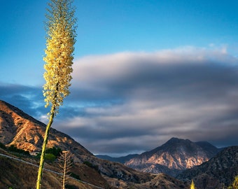 Yucca Plant against Mountains and Clouds / Wall Art / Home Decor / Large canvas