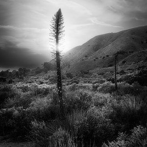 B&W Photo Yucca Plants in Sunset /Canvas Wall Art / Western Home Decor