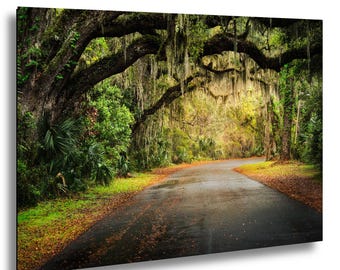 Tree Tunnel Wall Art – Jekyll Island Georgia Spanish Moss Oak Canopy Road