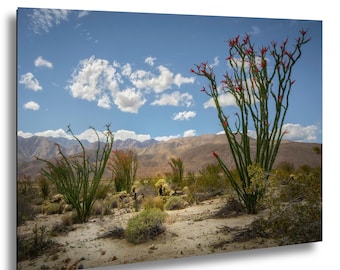 Anza Borrego Desert Wall Art – Blooming Ocotillo – Southwest Nature Photography