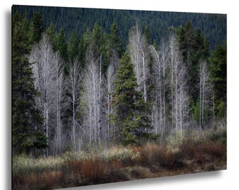 Aspen Trees and Pines – Grand Teton National Park – Wyoming Forest Fine Art Photography Print