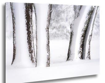 Snow Covered Tree Trunks – Mattapoisett Massachusetts Blizzard – Minimalist Winter Fine Art Photography Print