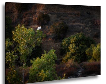 Egret Perched in Tree – Big Tujunga Wash Los Angeles – Wildlife Fine Art Photography Print