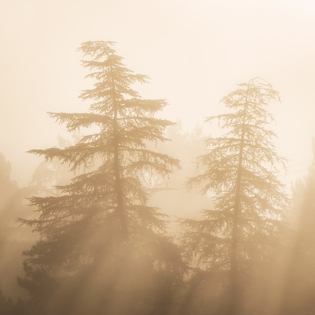 Fog Streaming Through Pine Trees / Canvas Wall Art / Home Decor Etsy