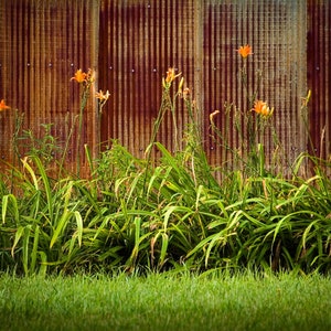 Flowers and Rustic Barn /Canvas Wall Art/ Large Photo