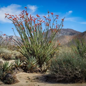 Ocotillo Bloom in Anza Borrego – California Desert Landscape Photography | Southwest Wall Art