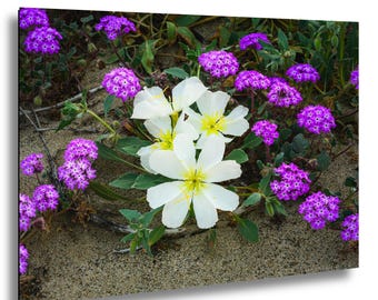 Evening Primrose Wildflowers Art Print – Anza Borrego Super Bloom Desert Photography