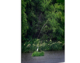 White Egret Photograph - Natchez Trace Parkway