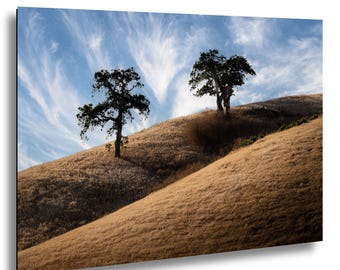 Carmel Valley California Wall Art – Golden Hills with Lone Oak Trees