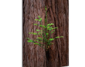 Redwood New Growth Fine Art Print / Home Decor