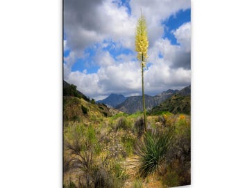 Towering Yucca Bloom – Big Tujunga Wash, Los Angeles Landscape Fine Art Print