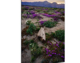 Anza Borrego Wildflowers – California Desert Superbloom – Henderson Canyon Fine Art Photography Print