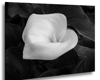 Calla Lily Black and White Art Print – Descanso Gardens – Fine Art Flower Photography