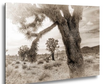 Joshua Trees Dreamin' - Fine Art Print Joshua Tree National Park