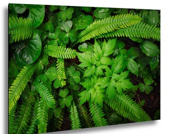 Ferns and Clover Fine Art Print / Home Decor / Wall Art