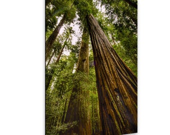 Redwood Trees Fine Art Print / Rockefeller Grove