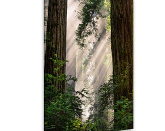 Etherial Morning in the Redwoods / Fine Art Print / Home Decor