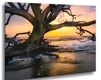 Driftwood Beach Jekyll Island Georgia Wall Art – Golden Sunrise Through Driftwood Tree