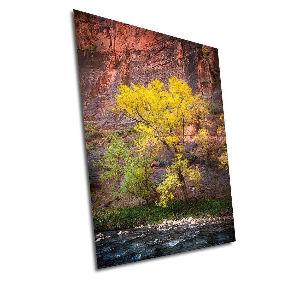 Cottonwood Tree on Virgin River /zion / Canvas Photograph / Home Decor ...