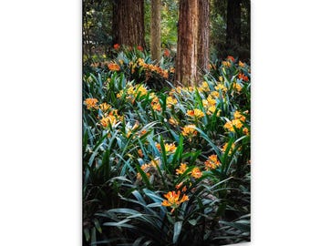 Flowers and Redwoods Fine Art Photograph / Home Decor