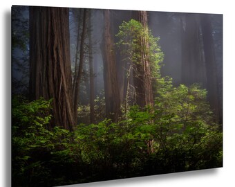 Foggy Redwoods Forest Photograph / Wall Art
