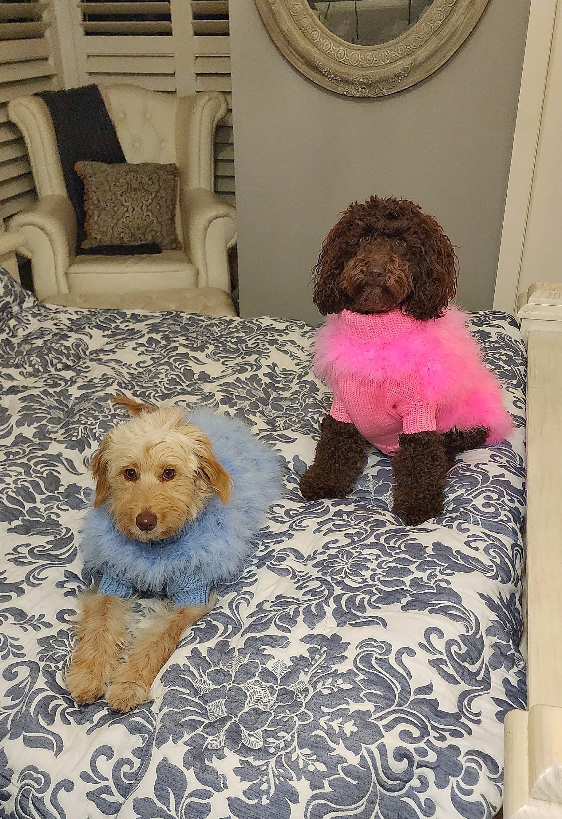 Etsy dog shop jumper