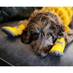 May include: A brown and white curly-haired dog wearing a bright yellow sweater and matching yellow rubber boots on its front paws. Each boot features a grey textured sole and a small beige rectangular patch with the word DOG printed in black.