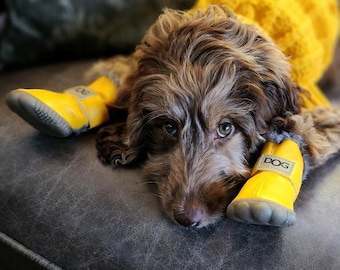 May include: A brown and white curly-haired dog wearing a bright yellow sweater and matching yellow rubber boots on its front paws. Each boot features a grey textured sole and a small beige rectangular patch with the word DOG printed in black.