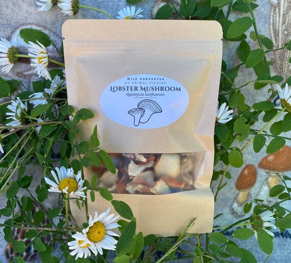 1 OZ Dehydrated Lobster Mushroom Wild Foraged on the Olympic Etsy