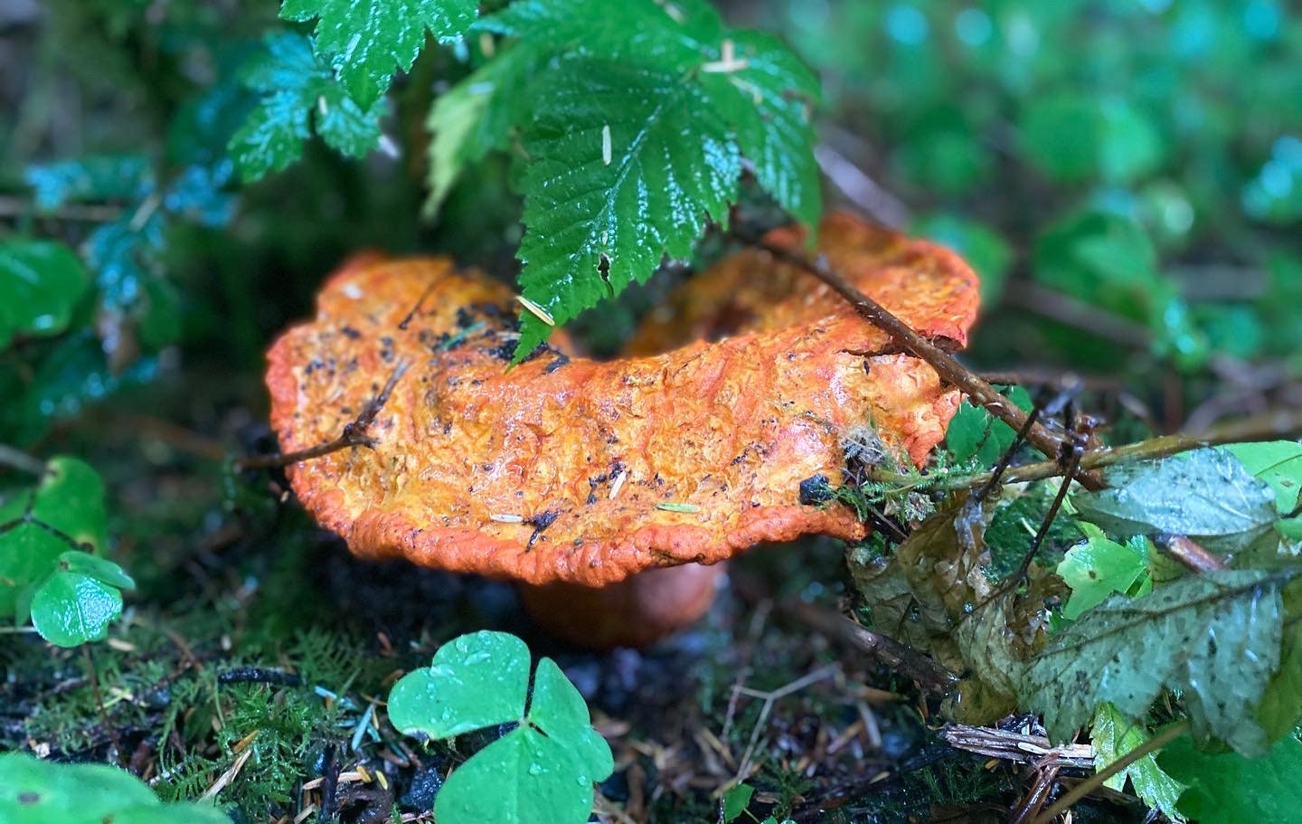 1 OZ Dehydrated Lobster Mushroom Wild Foraged on the Olympic Etsy