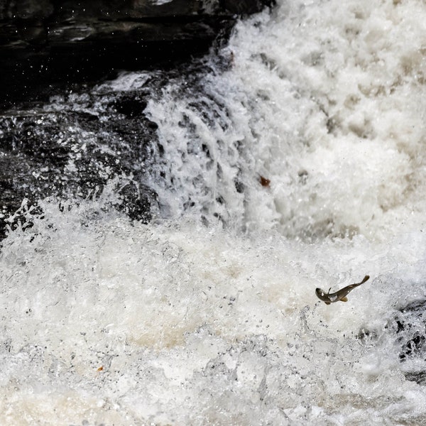 Fisch Print / Braune Forelle Foto / Fischkunst / Wasserfall Fotografie