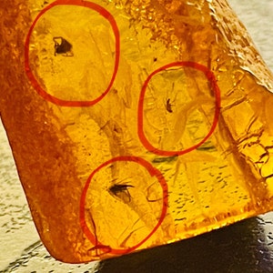 Fossil spider and 2 flies, Unique amber earrings , Large amber earrings with inclusions, Raw Natural amber earrings with fossil insects