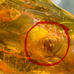 Pendentif en ambre de la Baltique naturel : inclusion de scarabée fossile, couleur miel