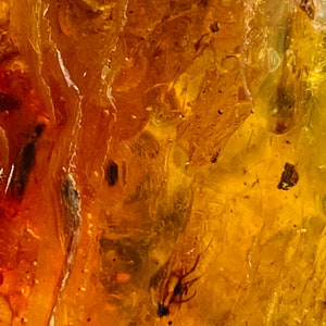 May include: A close-up of a piece of amber with a small insect trapped inside. The amber is a deep yellow color and the insect is a dark brown color.