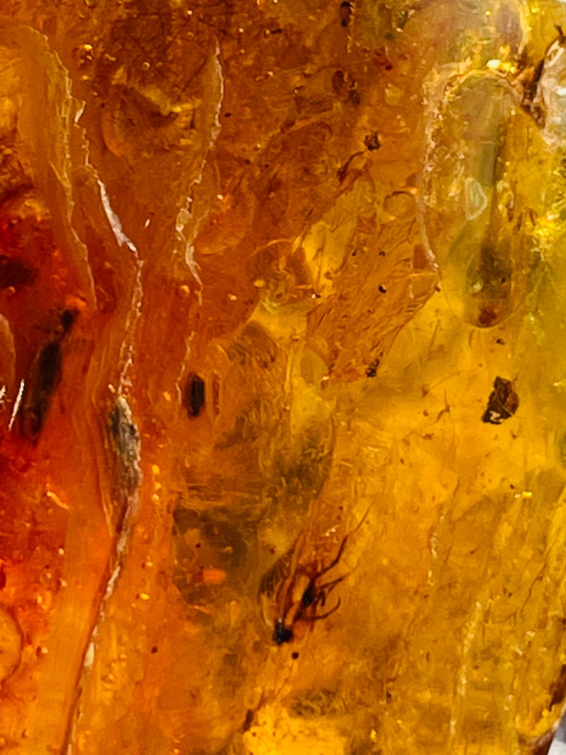 May include: A close-up of a piece of amber with a small insect trapped inside. The amber is a deep yellow color and the insect is a dark brown color.