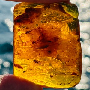 May include: A piece of amber with a small insect trapped inside. The amber is a deep yellow color and has a smooth, polished surface.