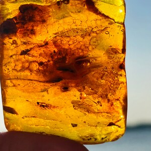 May include: A piece of amber with a fossilized insect trapped inside. The amber is a deep yellow color and is translucent, allowing you to see the insect clearly. The insect is a small fly with wings and legs.
