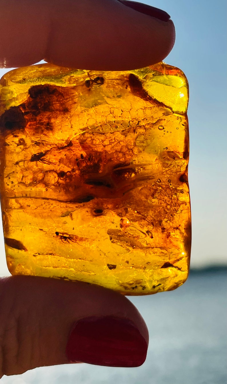 May include: A piece of amber with a fossilized insect trapped inside. The amber is a deep yellow color and is translucent, allowing you to see the insect clearly. The insect is a small fly with wings and legs.